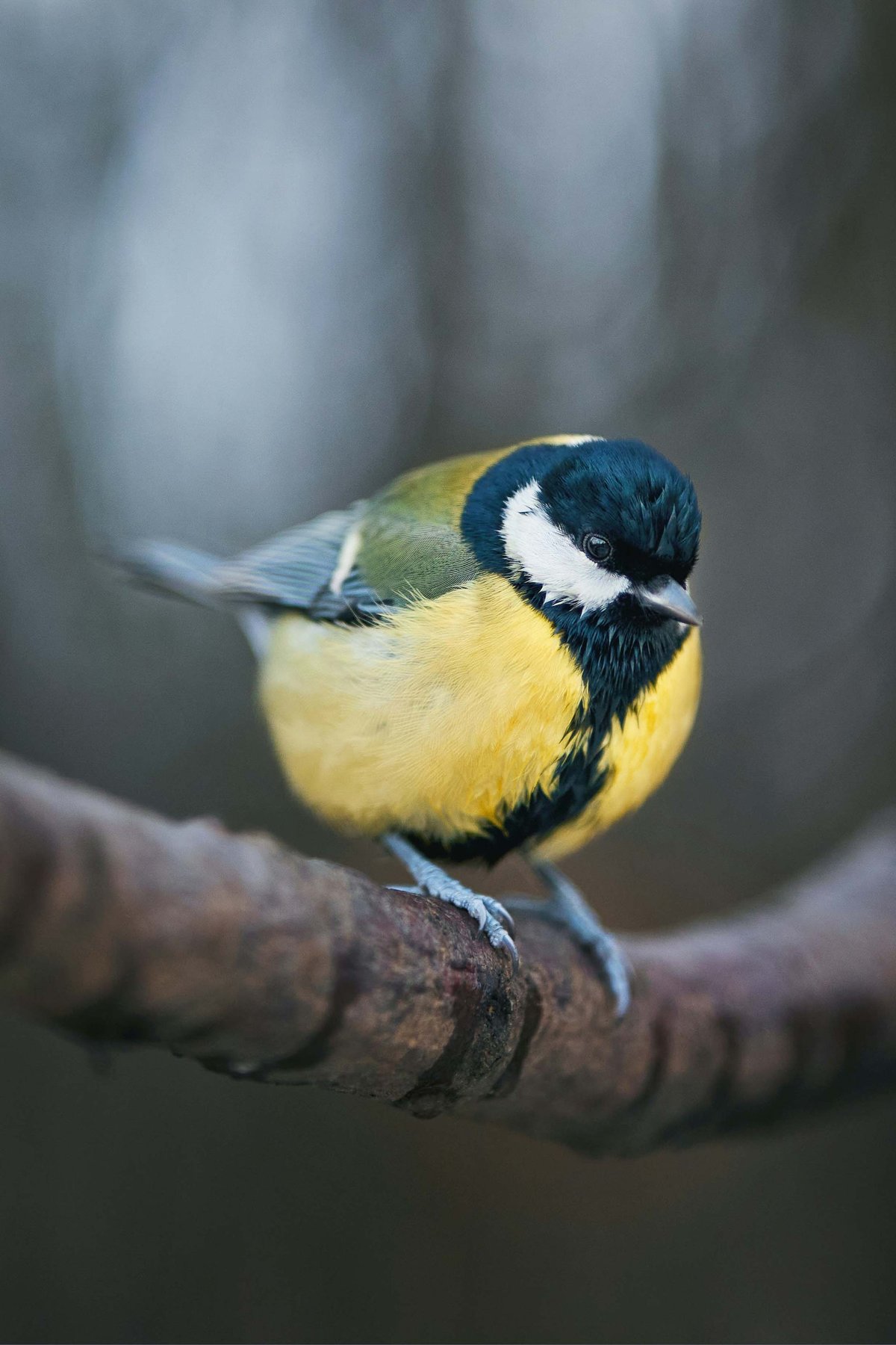 Perfect Last-Minute Gift: Why Smart Feeders Are a Hit for Holiday Shoppers