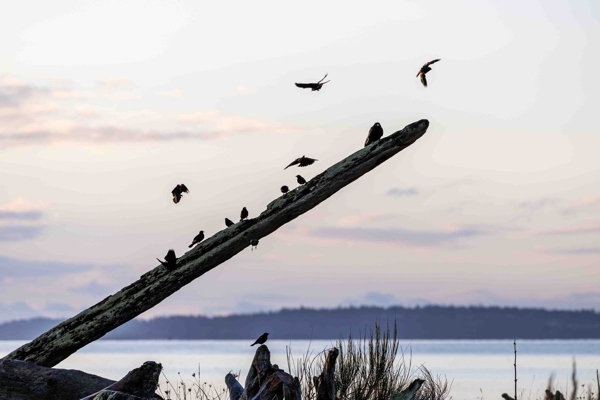 New Year, New Backyard: How a Smart Feeder Can Transform Your 2026 Birdwatching