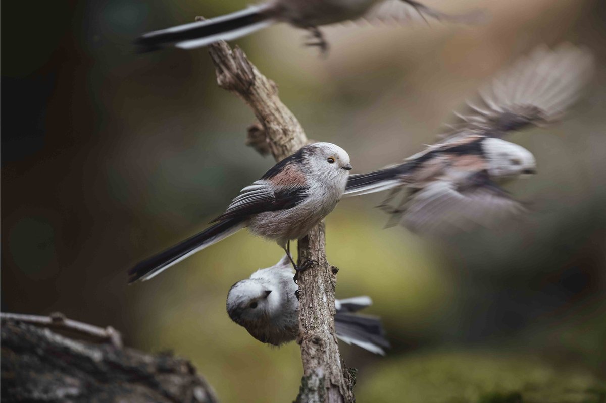 Great Backyard Bird Count 2026: The Smart Birder’s Guide to Stress-Free Counting