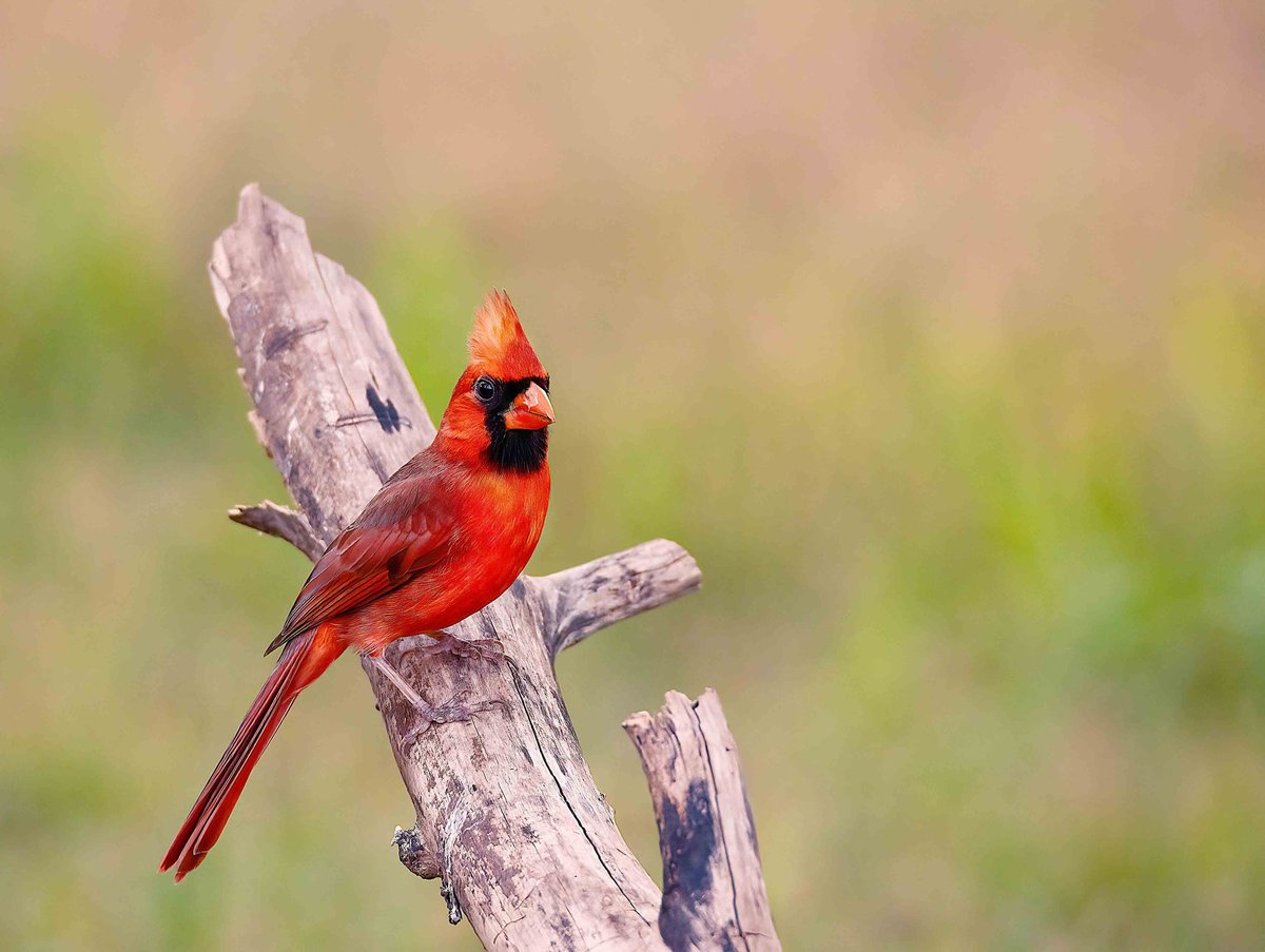 January "Citizen Science" Prep: Getting Your Feeder GBBC-Ready