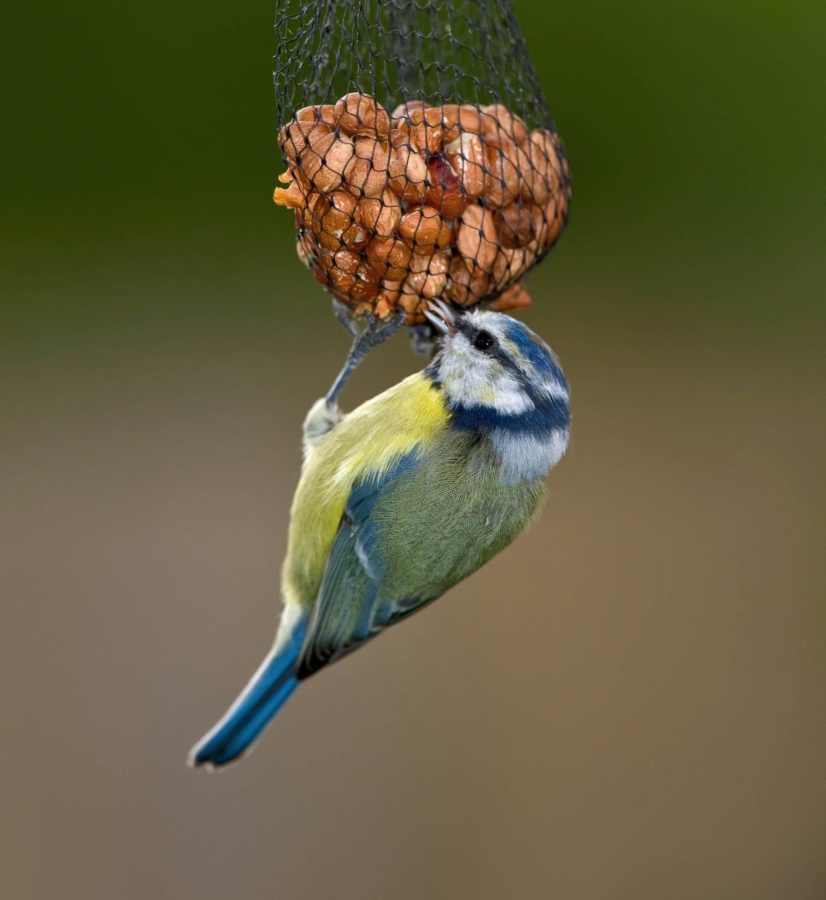 Window to the Wild: Bringing Nature to Loved Ones with Limited Mobility
