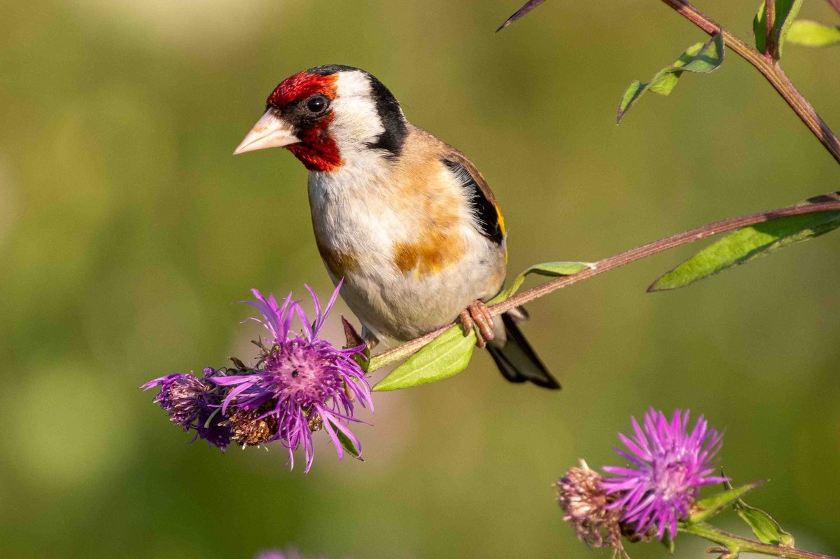 Spring Migration 101: When to Expect Your First Guests