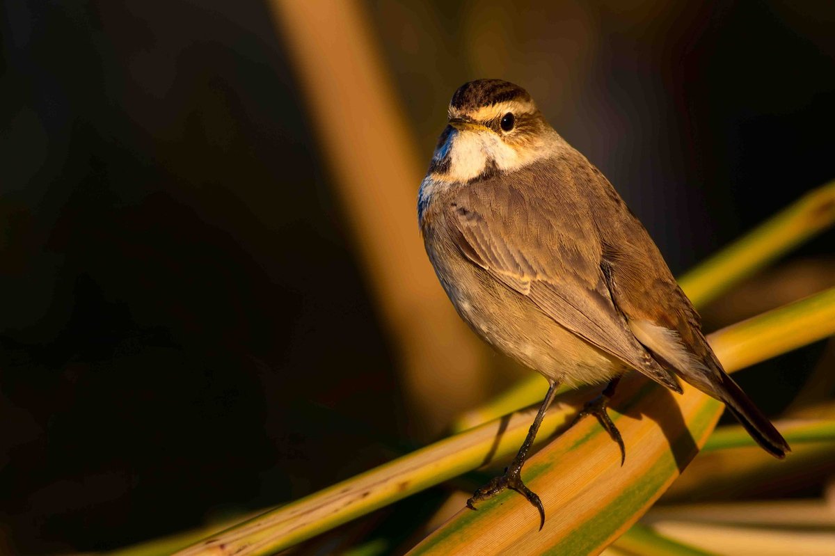 The "Irruption" Update: Is the 2026 Finch Flight Reaching Your Yard?
