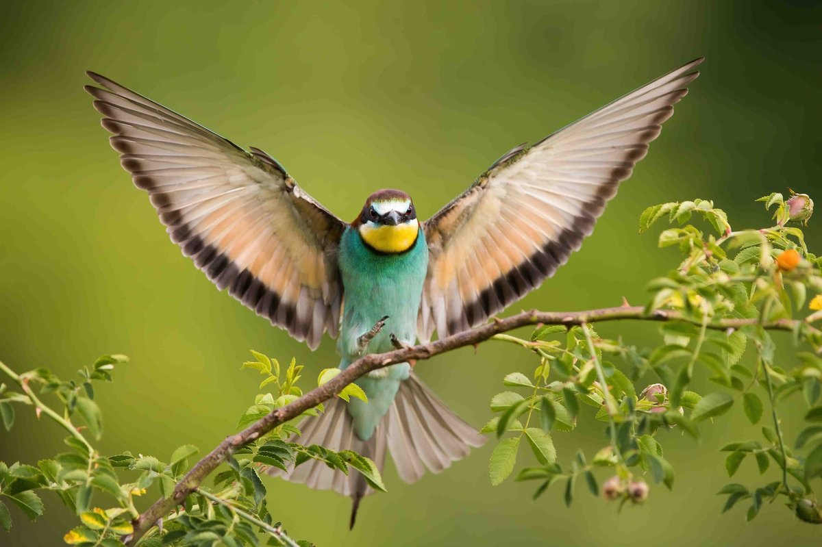 A Morning Ritual: How Birding Can Improve Your Circadian Rhythm