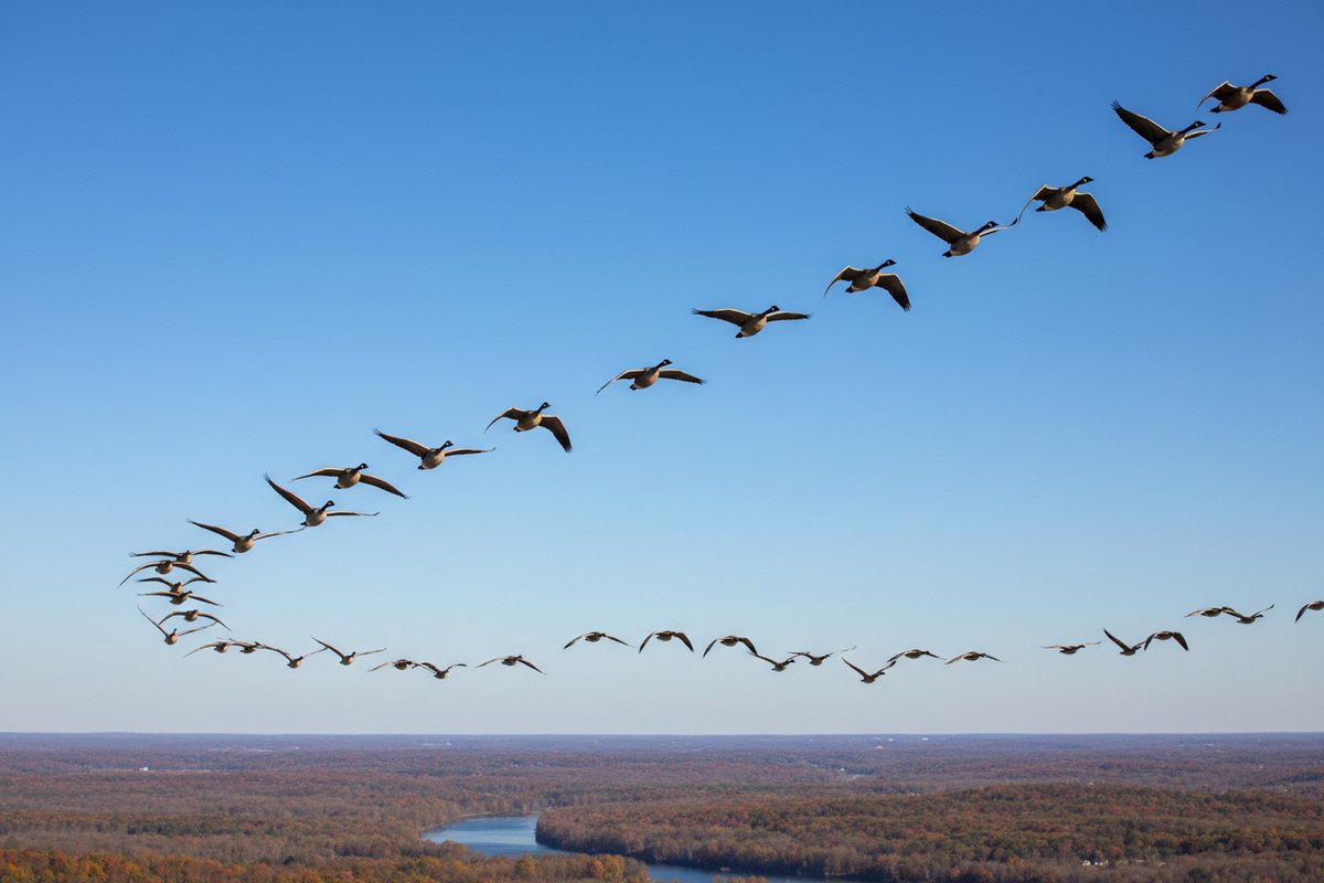 The 2026 Migration Map: What’s Flying into Your Backyard This March?