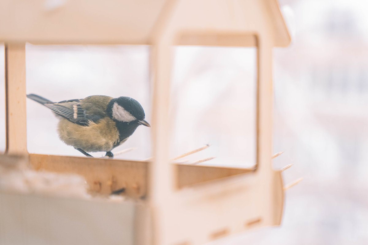 The "Wild Morning" Routine: Why Birding is the New Meditation