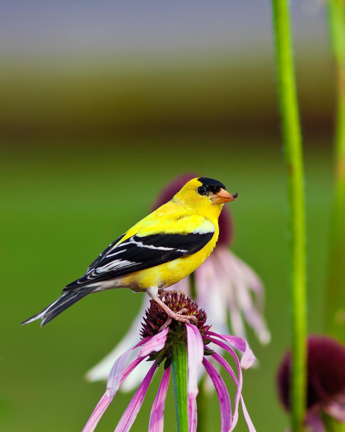 The "Spring Migration" Jackpot: What a Rare Catch Feels Like
