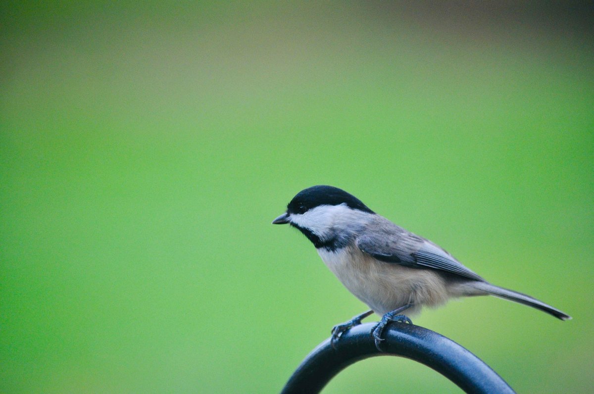 The "Early Bird" Advantage: Why Dawn is the Best Time to Check Your Feed