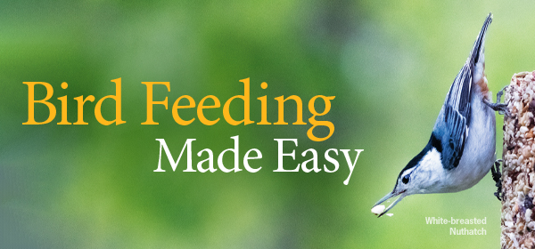 Shop seed cylinders, suet, and more online