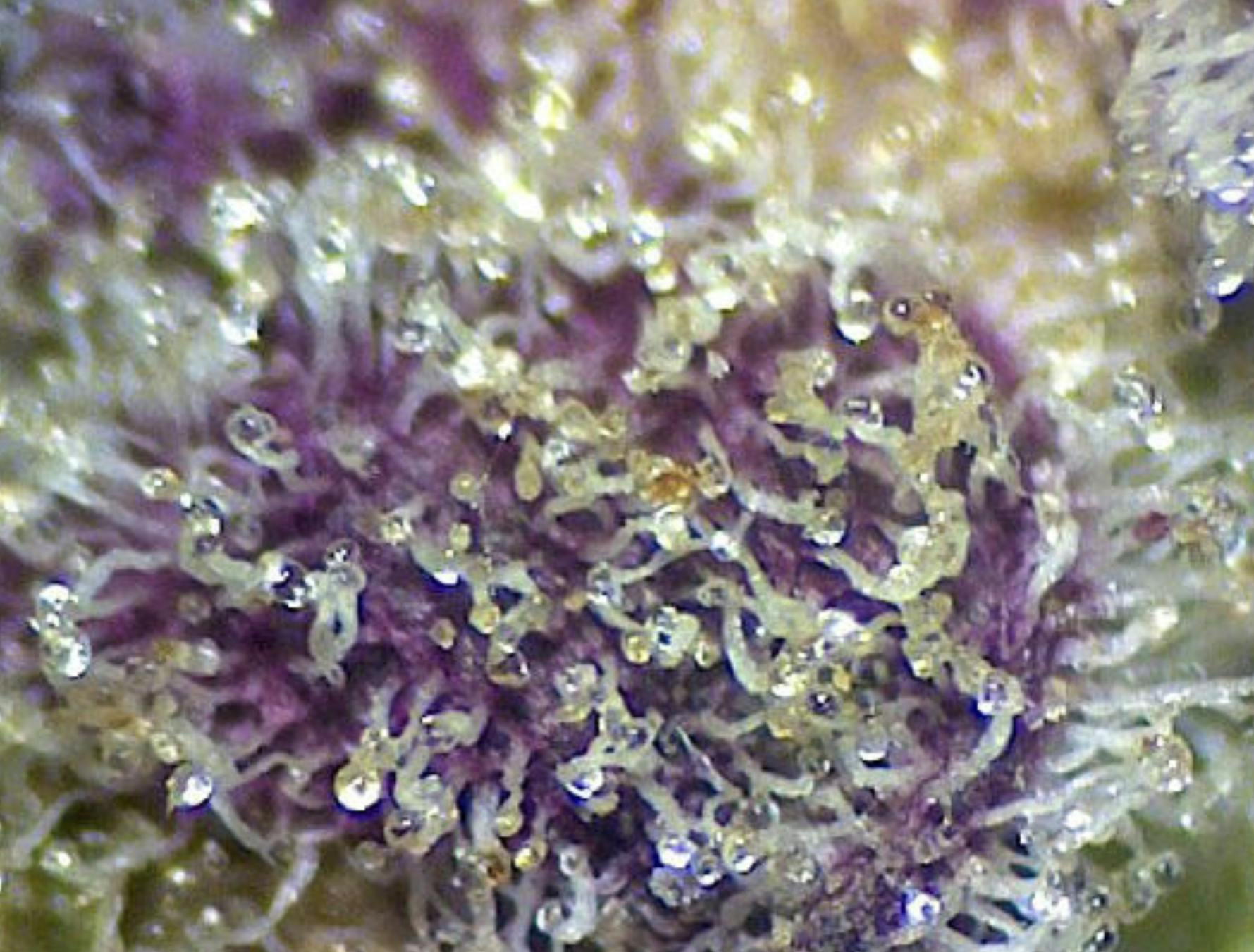 Animal Mints BX1 (1/2 oz Jar) - image 1