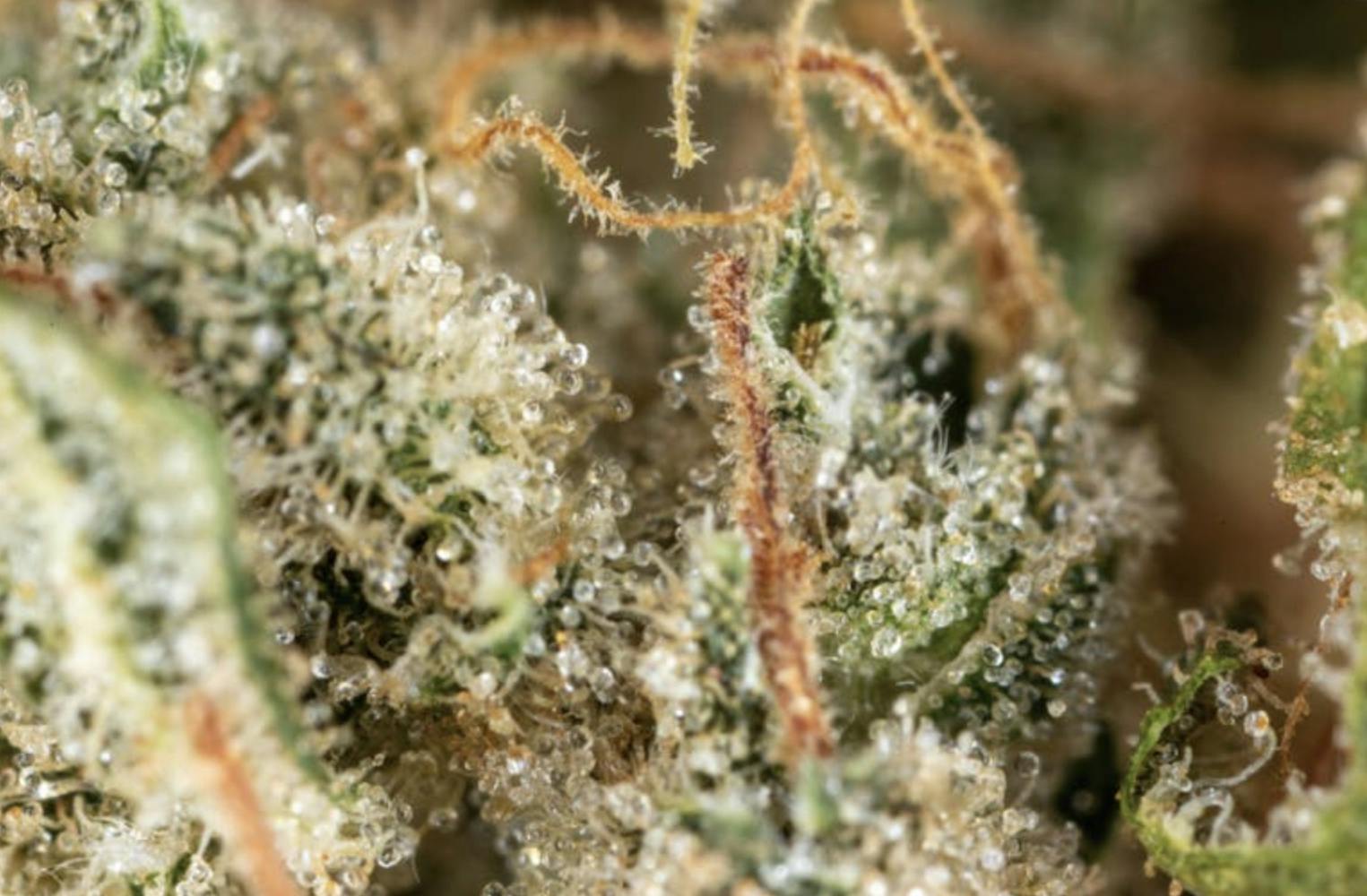 Jacky White (1/2 oz Jar) - image 1