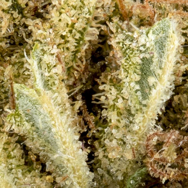 Pink Passionfruit - image 2