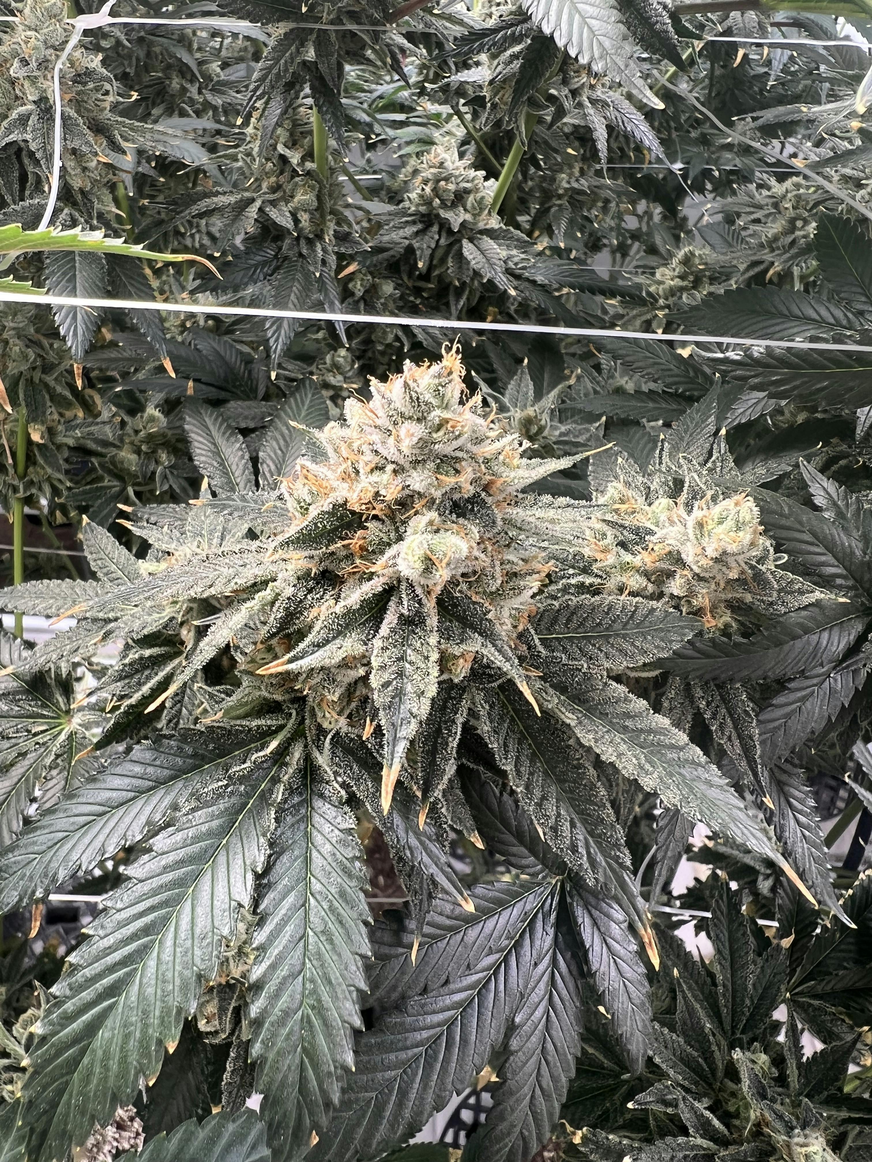 Grandpa's Cookies - image 1