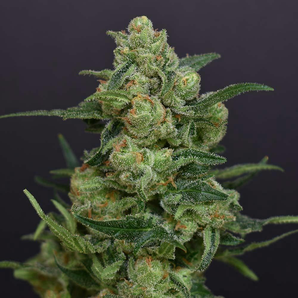 J1 | G-House Flower 3.5g - image 1