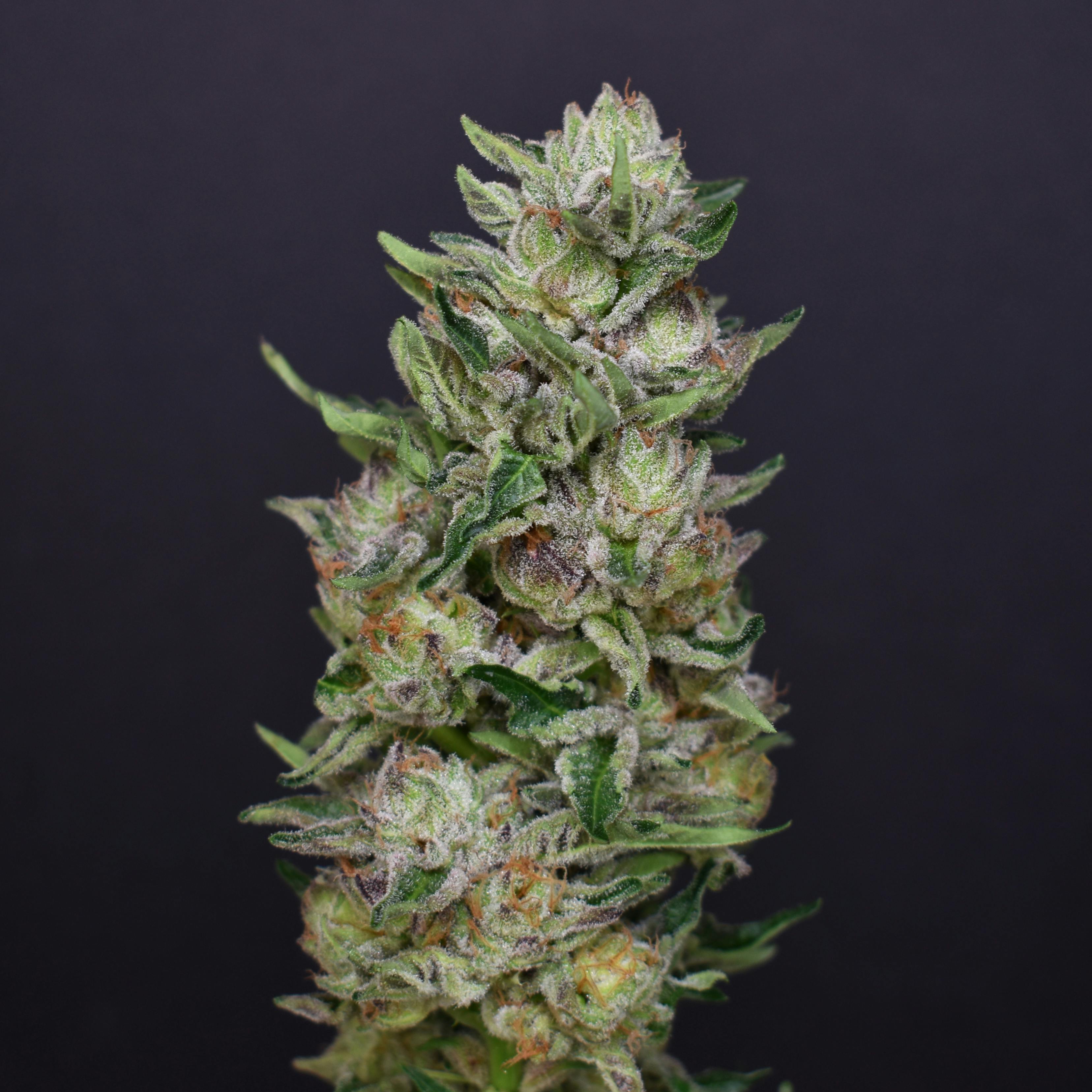 Hoof #4 x Gelato 41 #15 | MKCO Flower 3.5g - image 1
