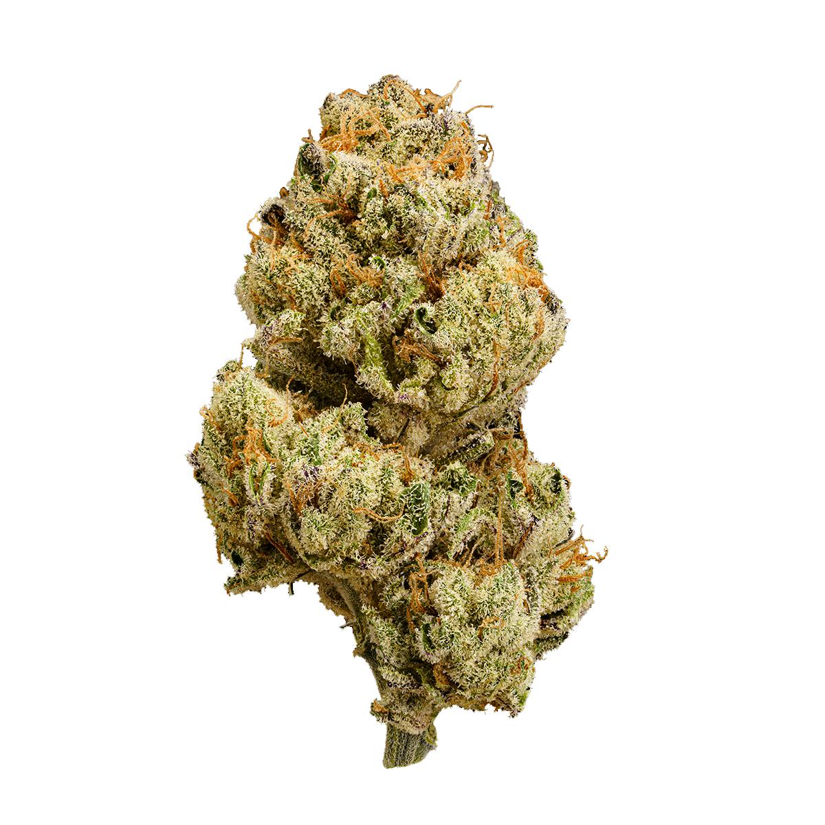 Humo | Gelatina Indica (28g) - image 2