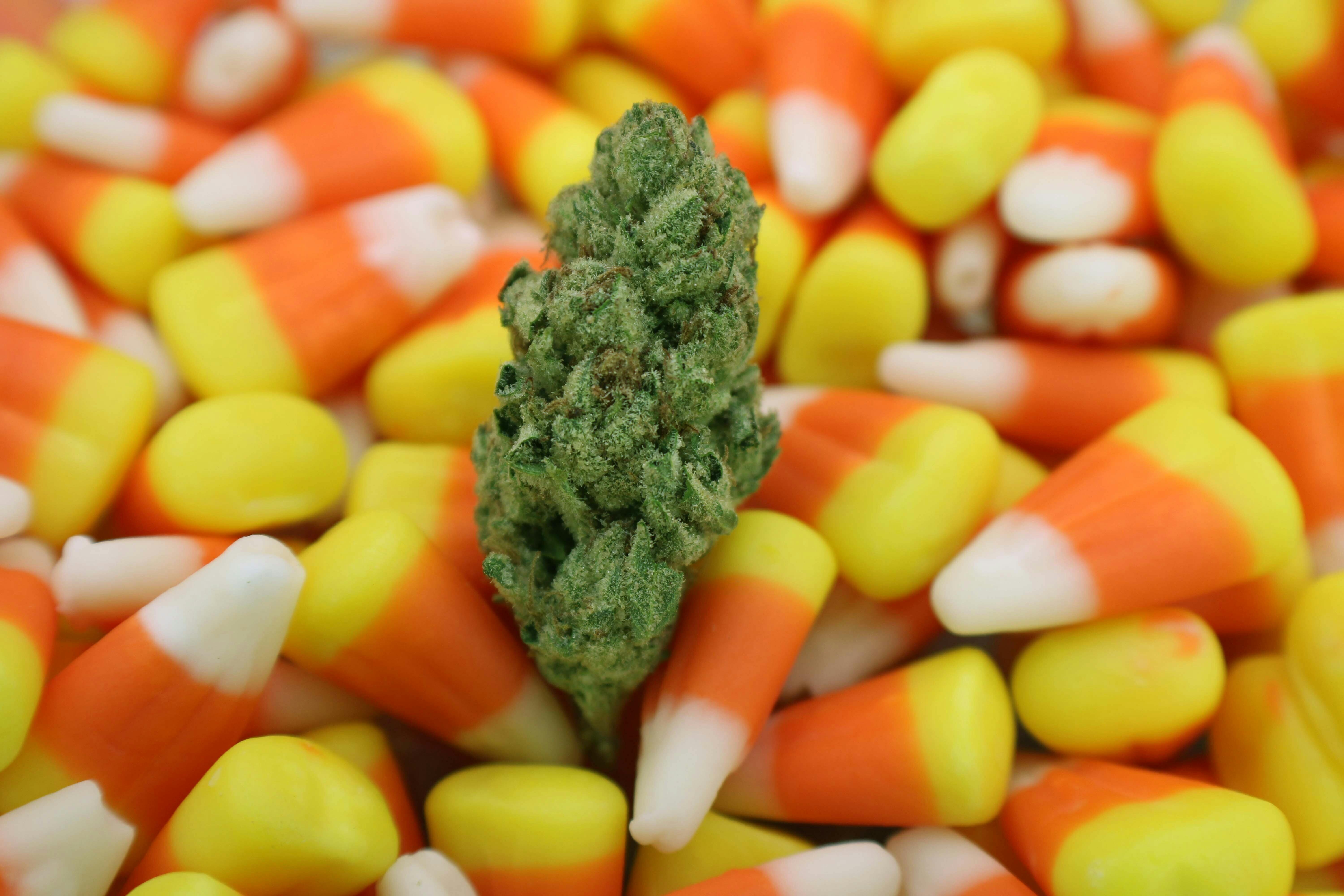 Zombie Head 8th/3.5 Grams (31% THC, Indica) - image 1