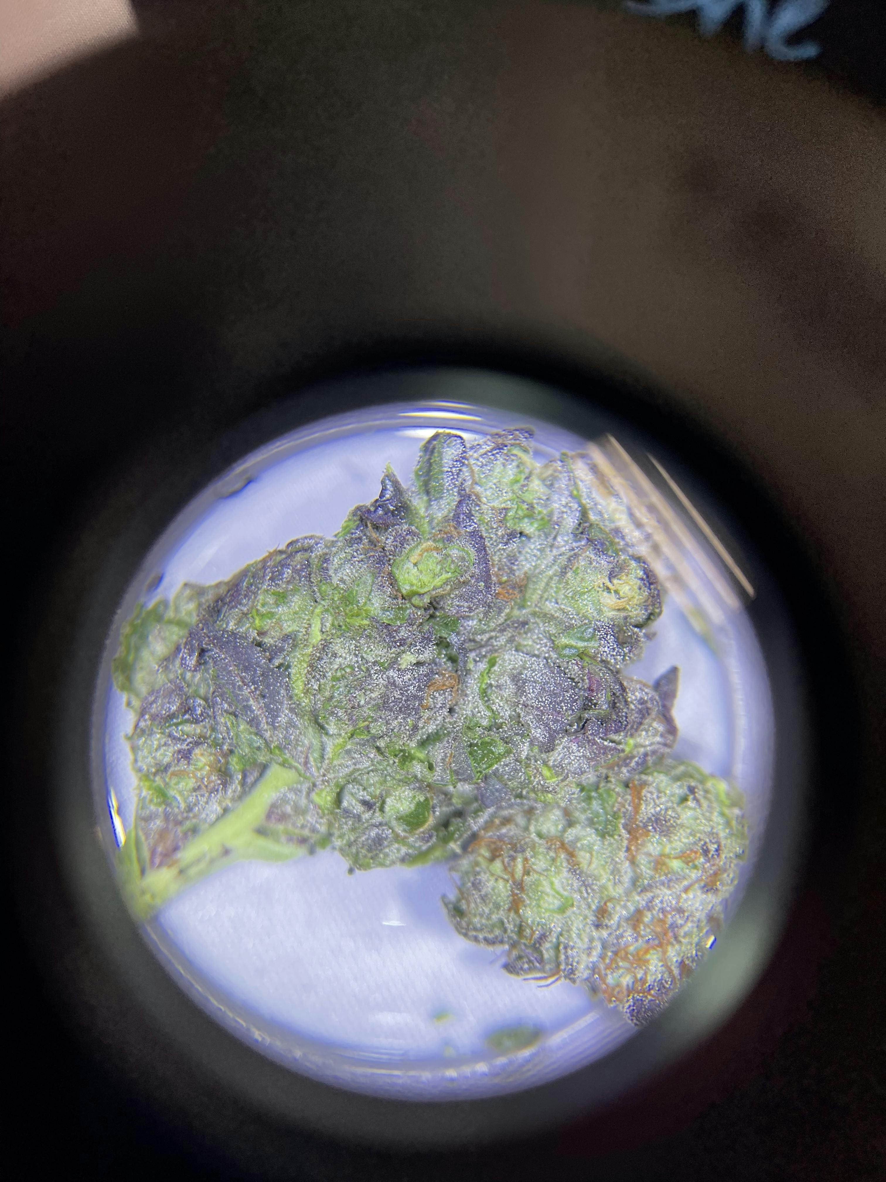 Extreme Cream Live Flower 8th/3.5Grams (24% THC, Indica) - image 1