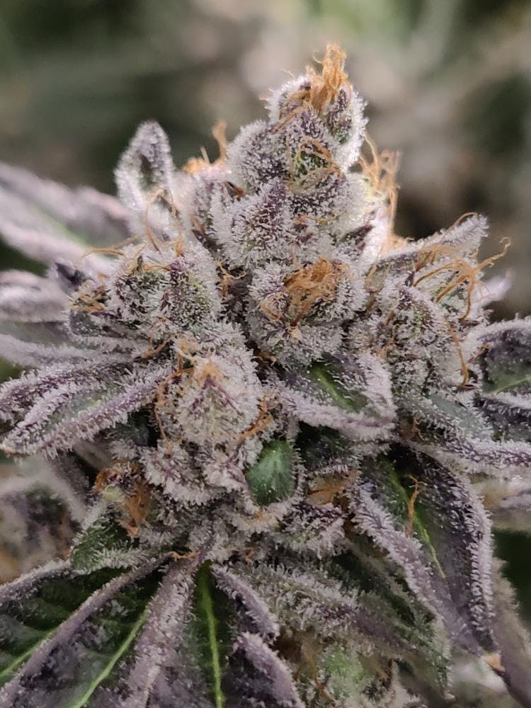 Narvona Gray | Afghan Punch Prerolls - image 2