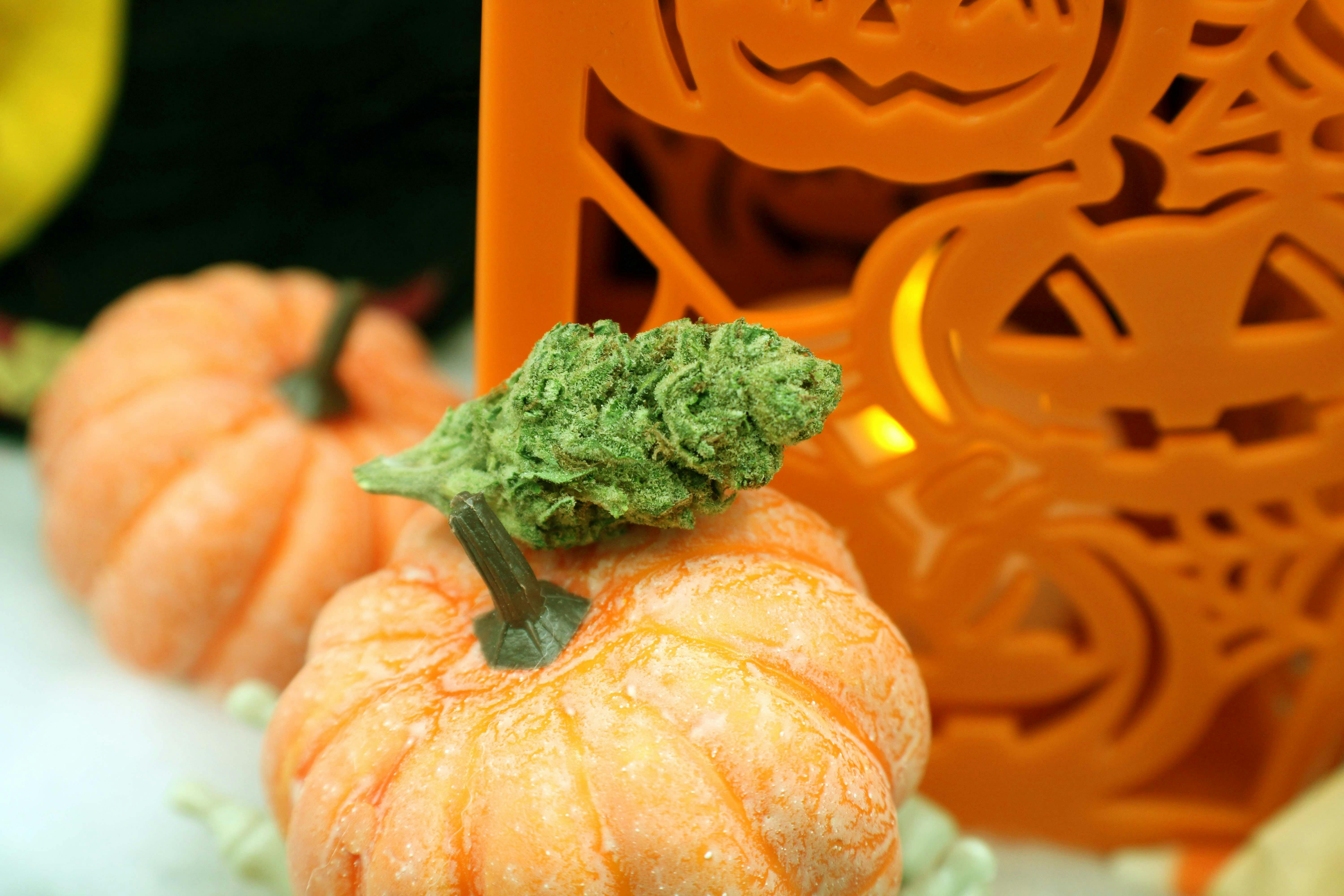 Zombie Head 8th/3.5Grams (32% THC, INDICA) - image 2