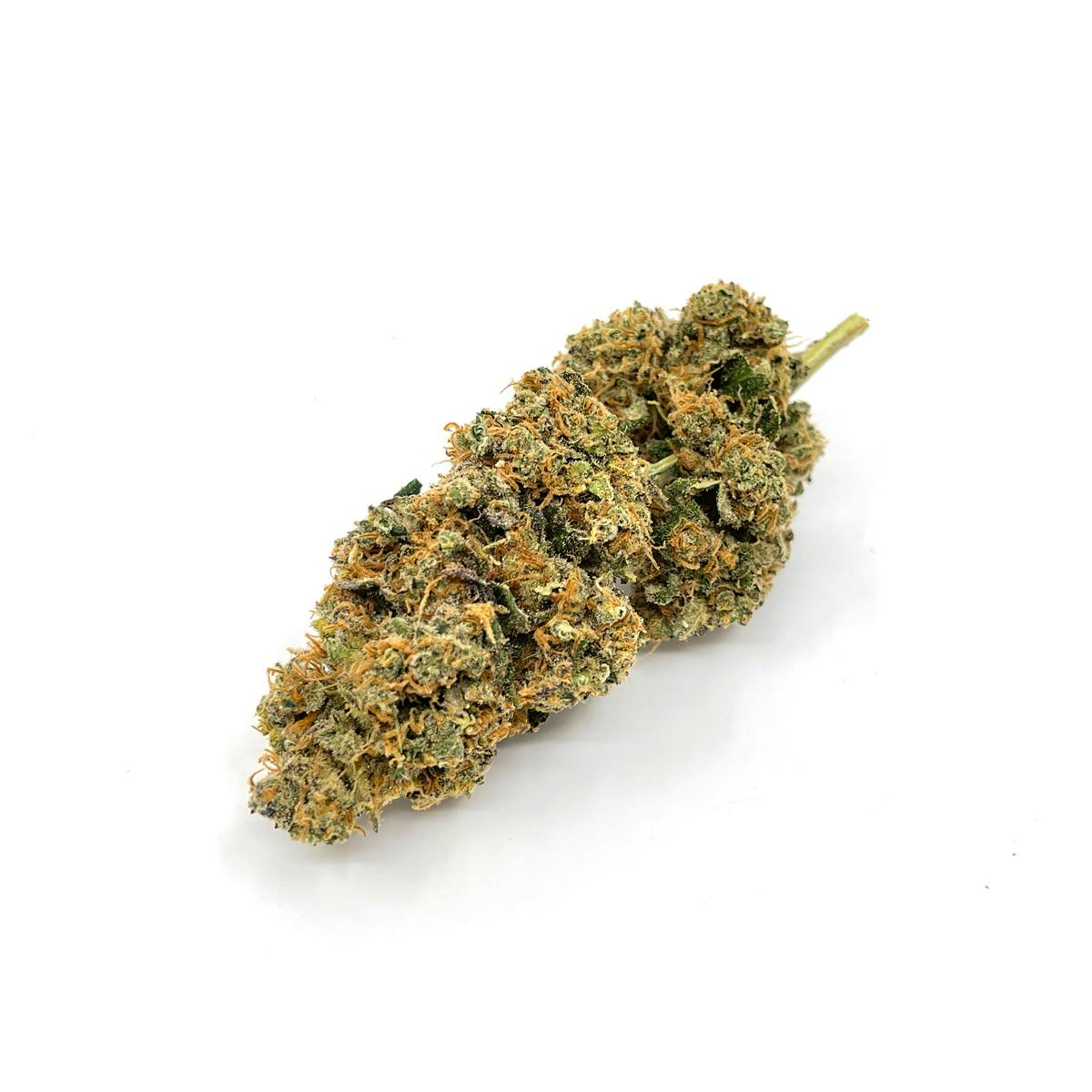 Critical Jack Feminized - Cannabis King Seed Bank - image 2