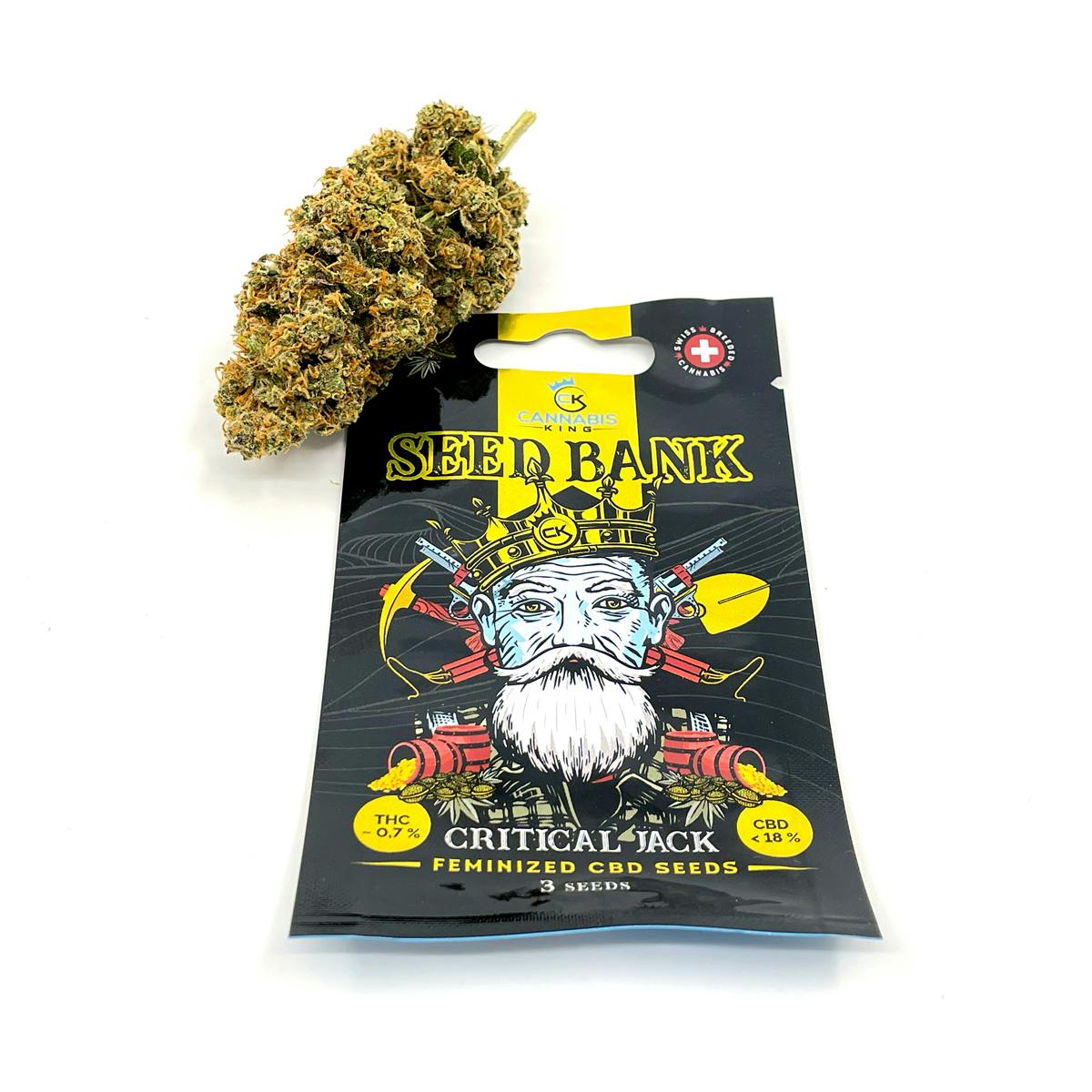 Critical Jack Feminized - Cannabis King Seed Bank - image 1