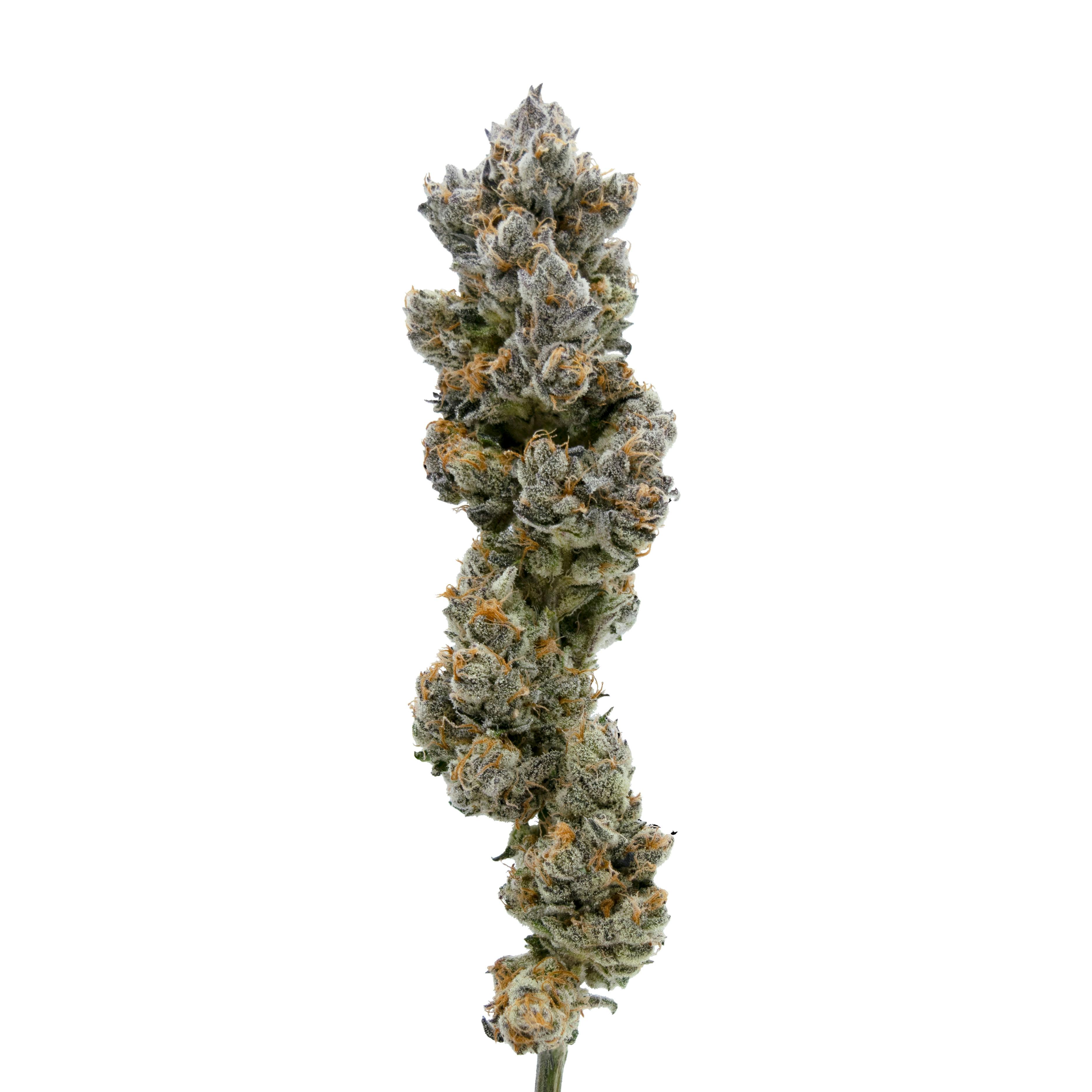 Sugar Cone — Popcorn - image 1