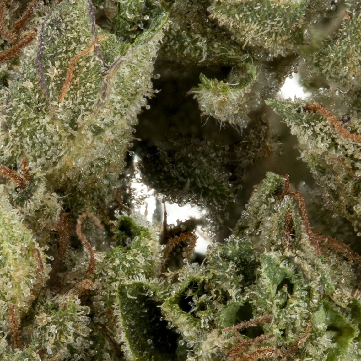 OG Kush - image 3