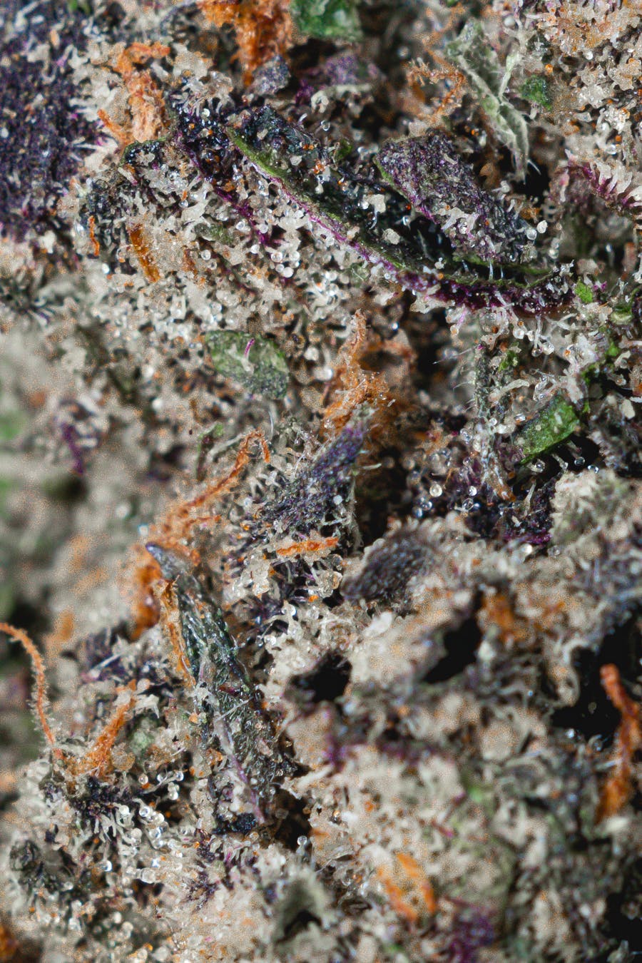 Trufflez X 41 - image 3