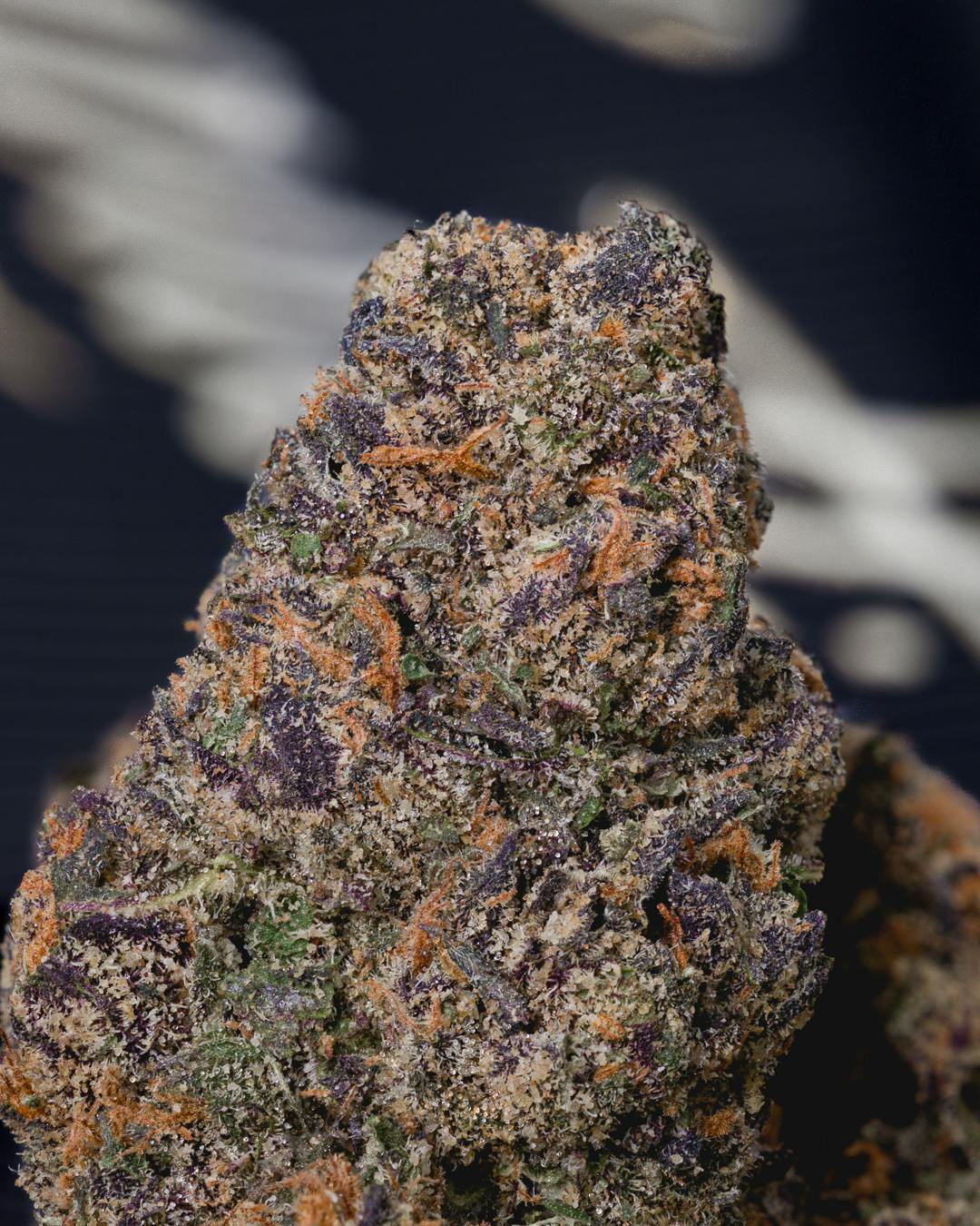 Trufflez X 41 - image 2