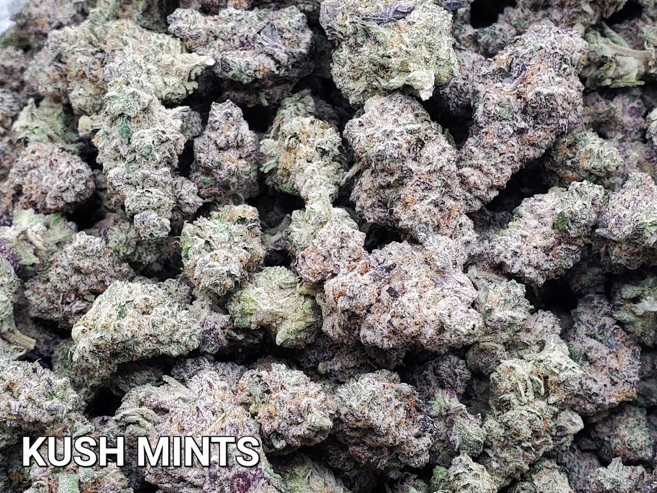 Kush Mintz - image 1