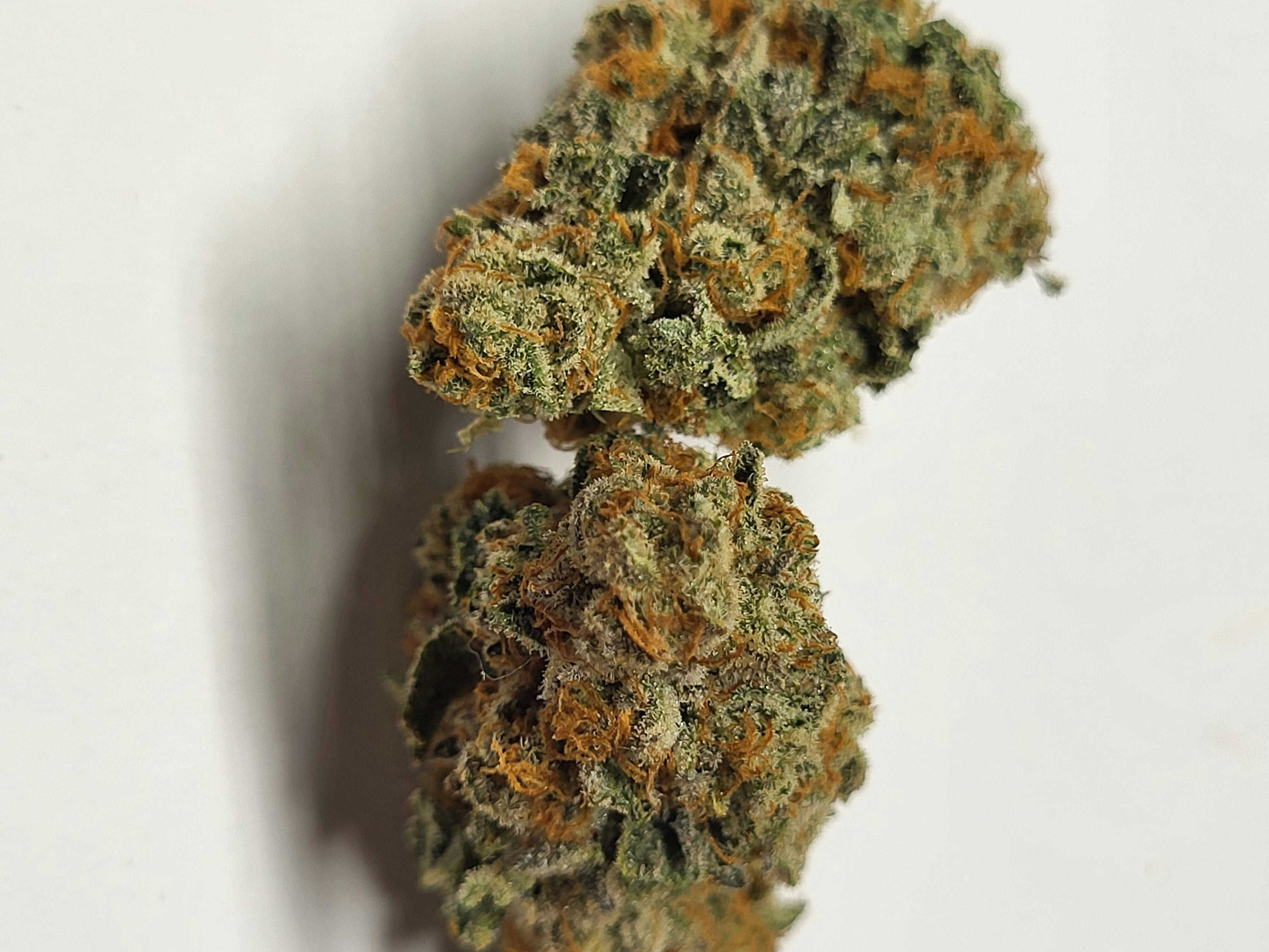 Zookies - image 1