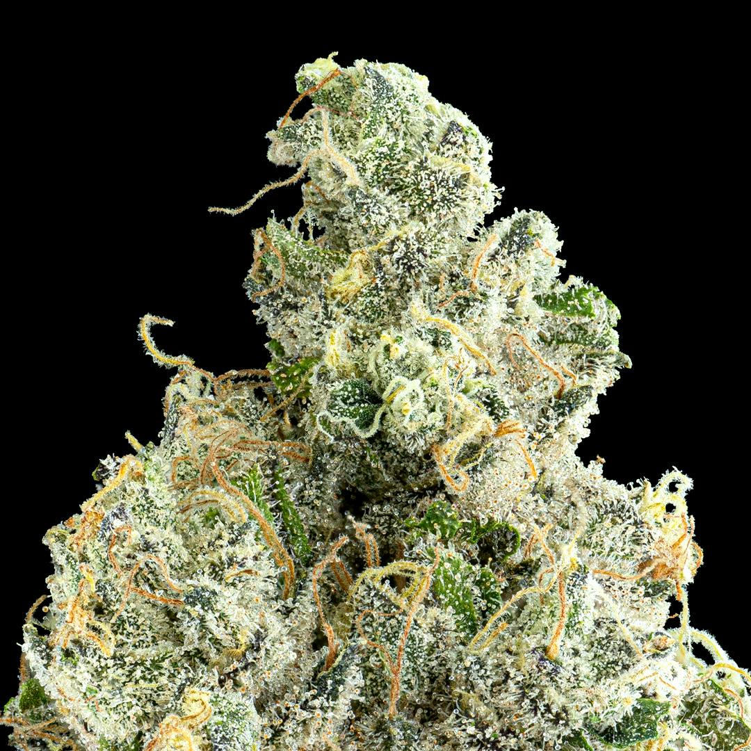 Ajo Blanco Pre-Roll 5-Pack [2.5g] - image 4