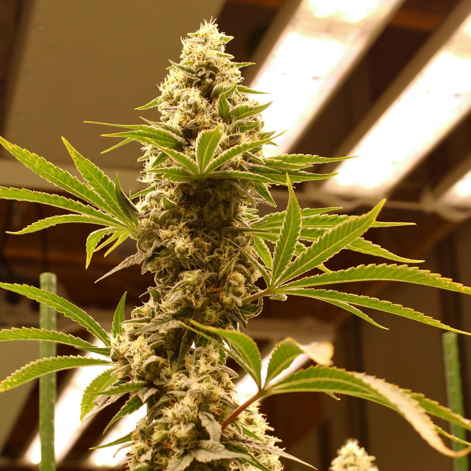 Lilac Diesel Flower - image 1