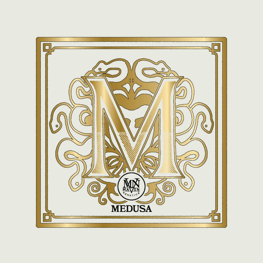 Medusa Gold Blends Airgraft Pod - image 1