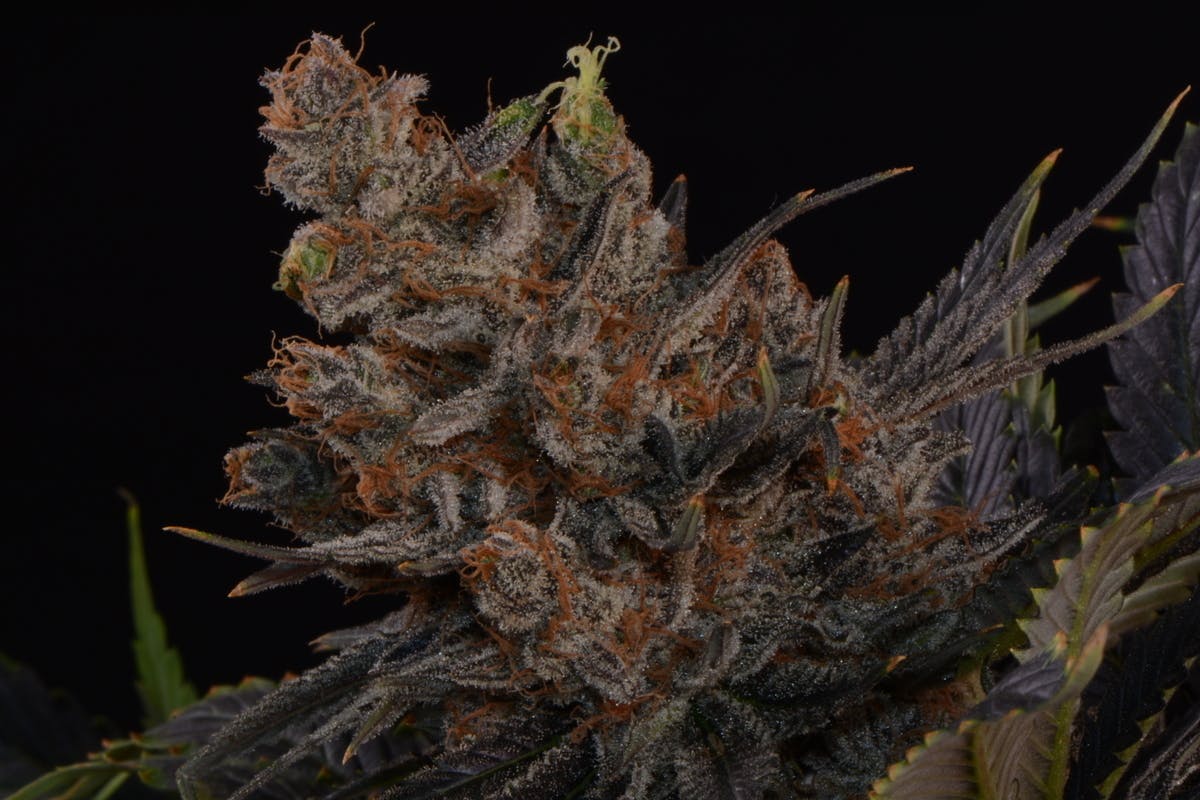 LA Kush Cake 14g - image 2