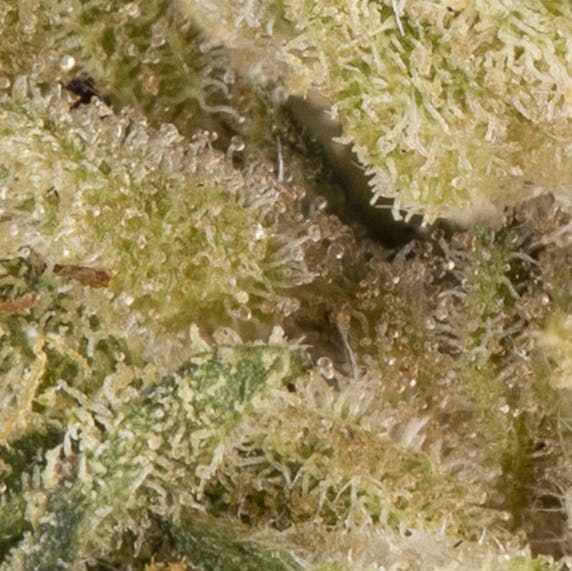 Electric Orchid - image 2