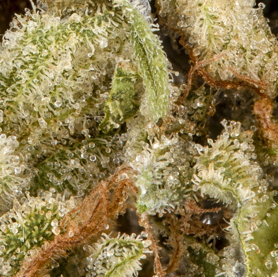 Strawberry Biscotti - image 2