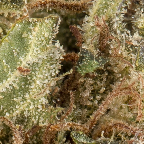 Garlotti Half Ounce - image 2