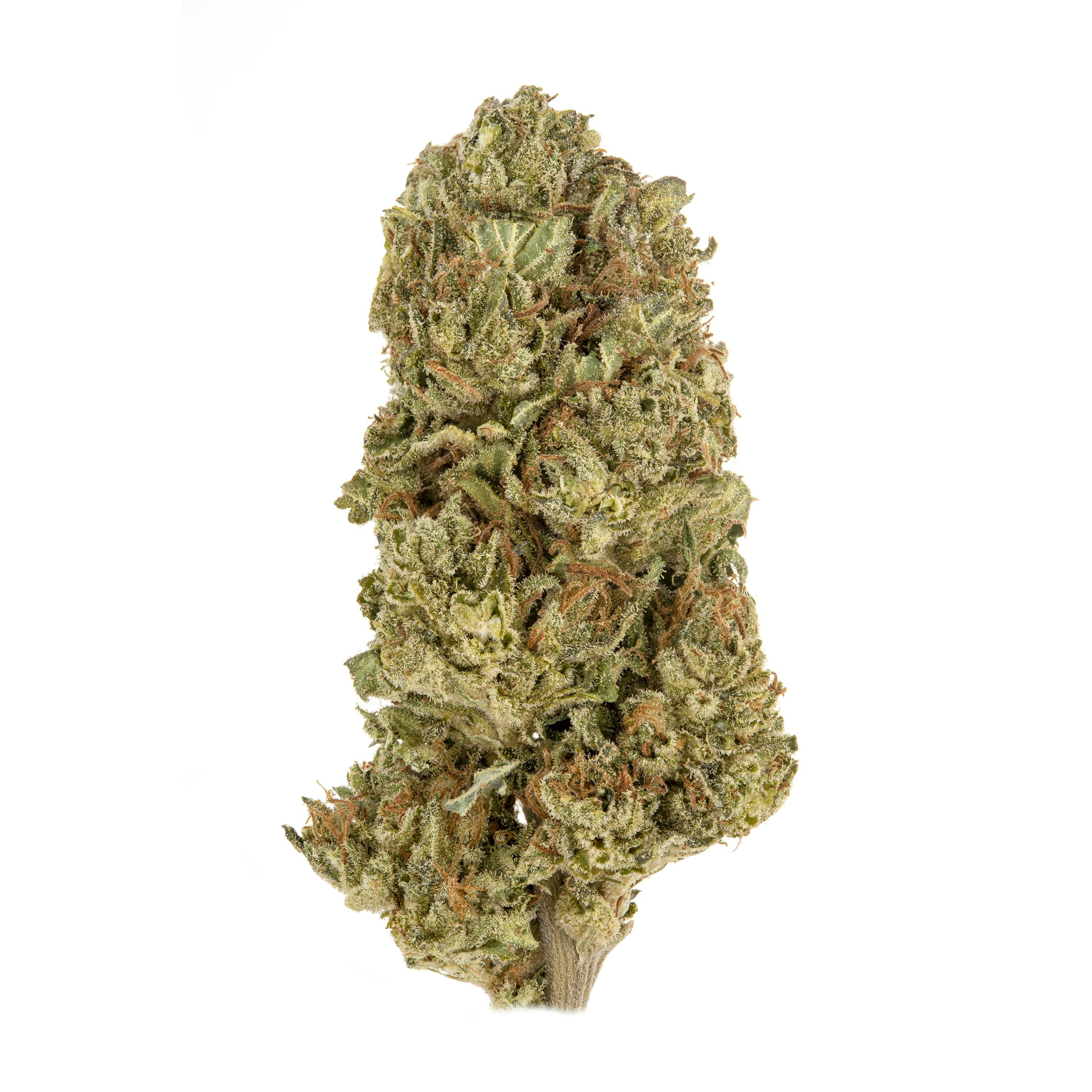 Garlotti Half Ounce - image 1