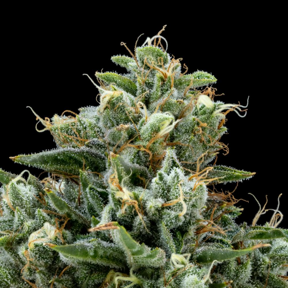 Platinum OG | Indica Flower [3.5g] - image 1