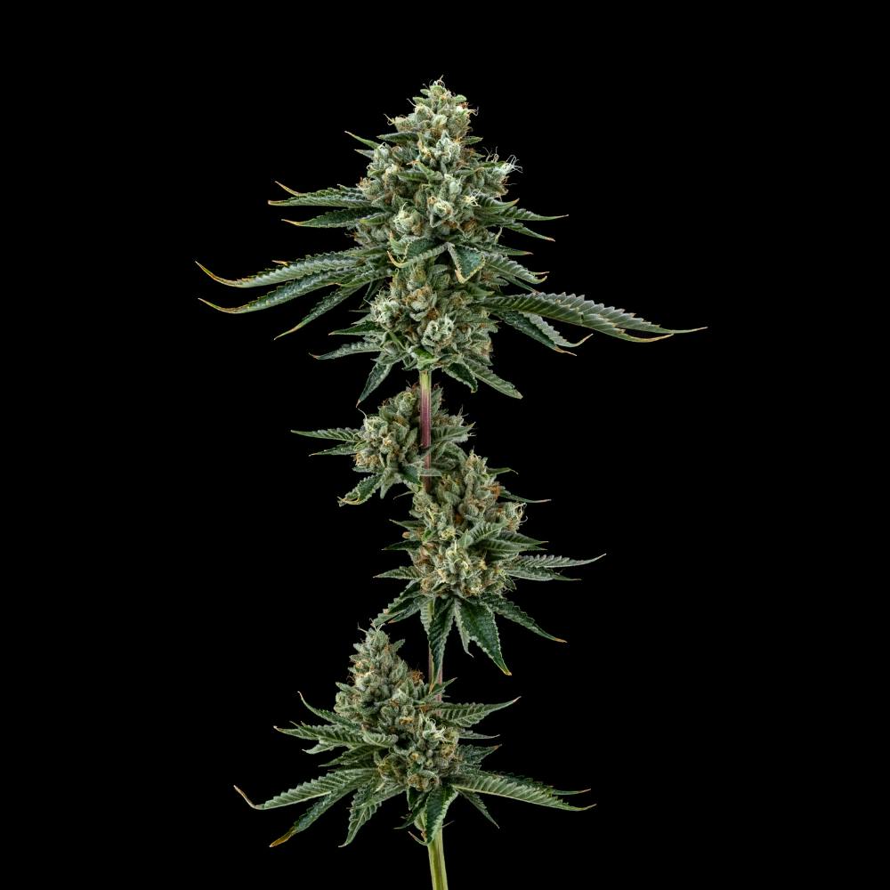 Platinum OG | Indica Flower [3.5g] - image 2
