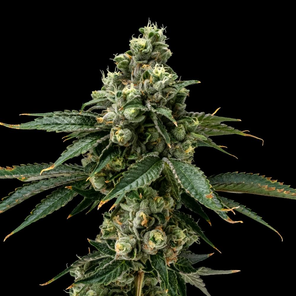 Chem 91 x Girl Scout Cookie | Hybrid Flower [3.5g] - image 2
