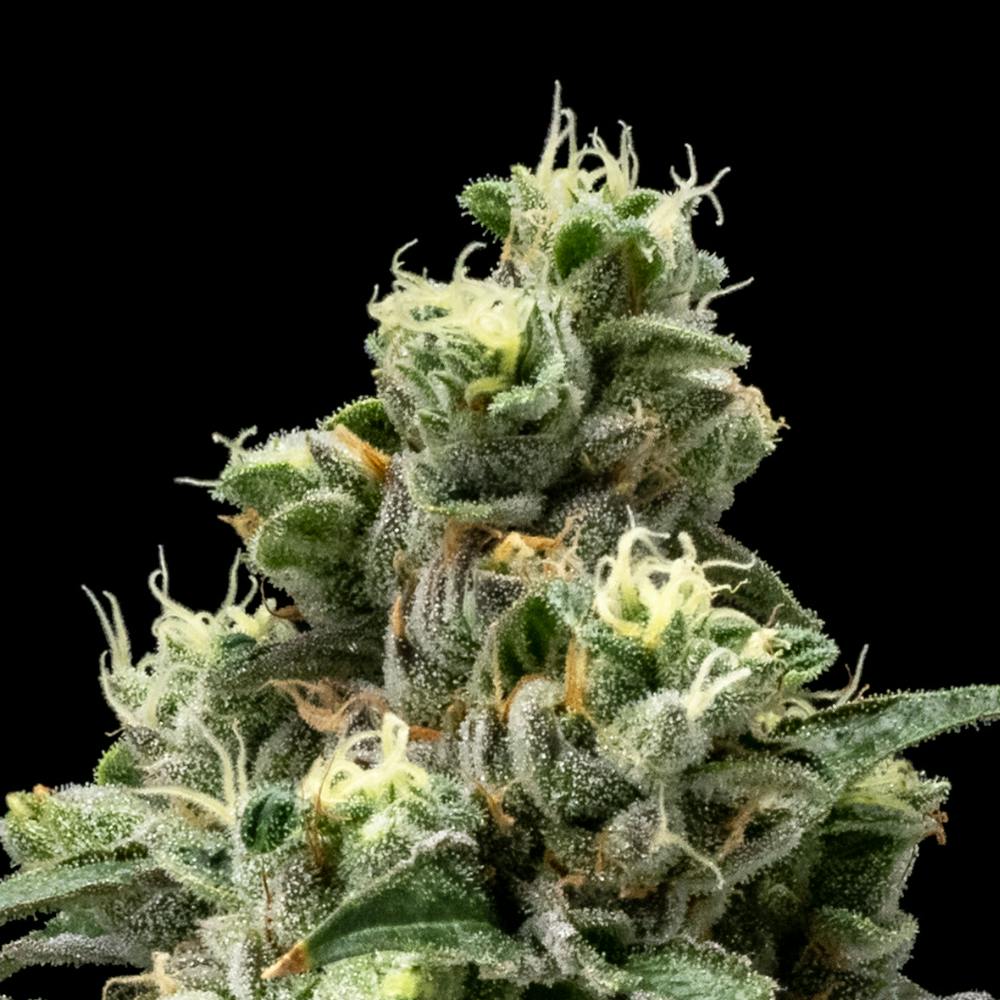 Chem 91 x Girl Scout Cookie | Hybrid Flower [3.5g] - image 1