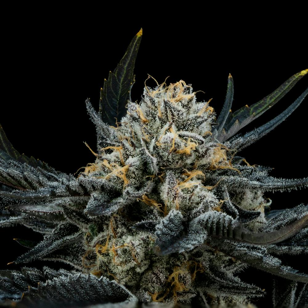 Blue Mints | Hybrid Flower [3.5g] - image 2