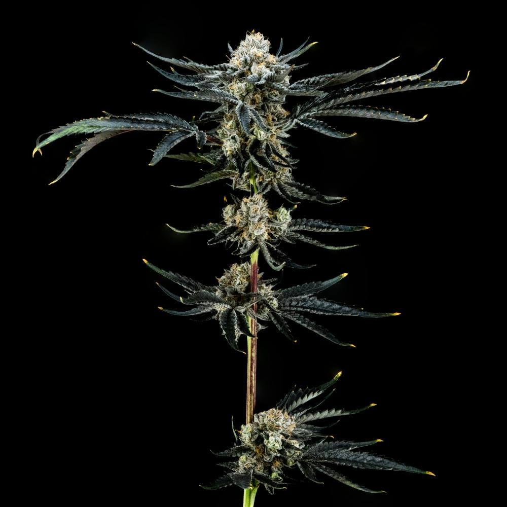 Blue Mints | Hybrid Flower [3.5g] - image 3
