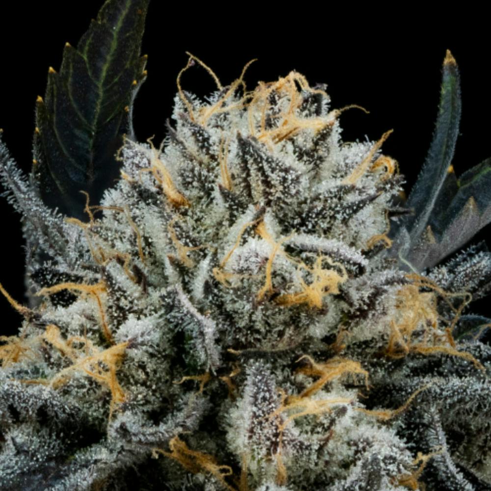 Blue Mints | Hybrid Flower [3.5g] - image 1
