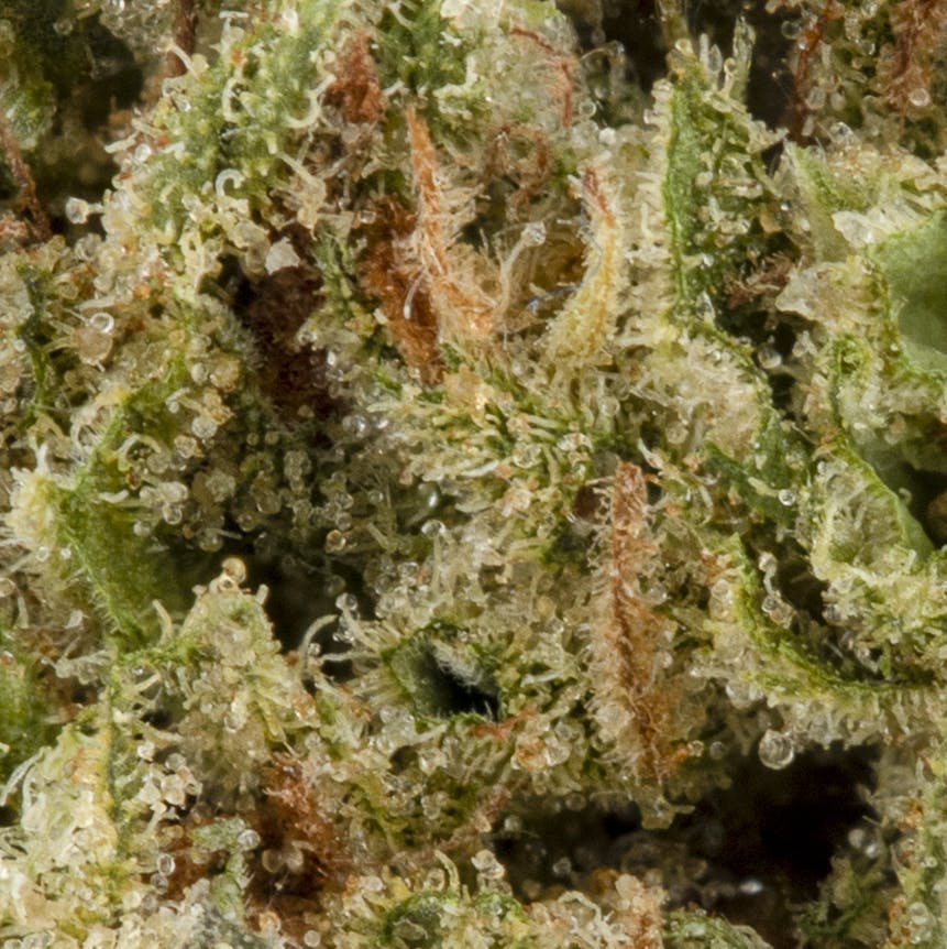Blue Lime Pie - image 2