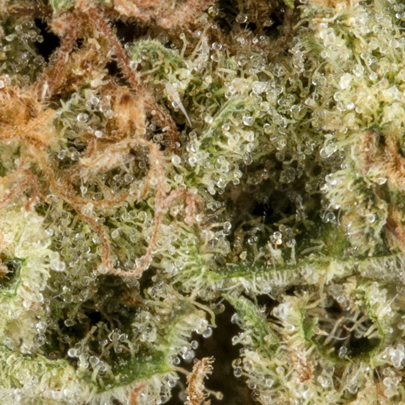 Tangerine Sorbet - image 2