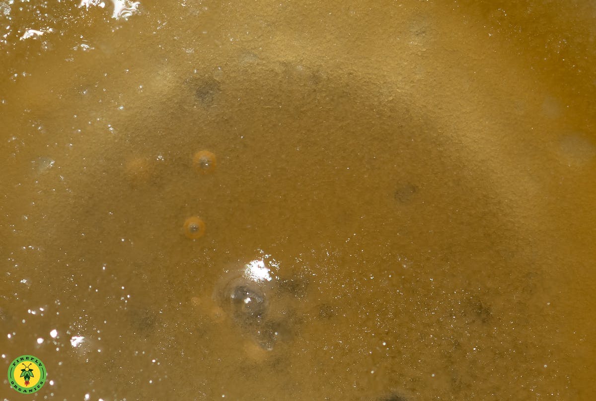 Kosher Kush - Cured Resin - image 4